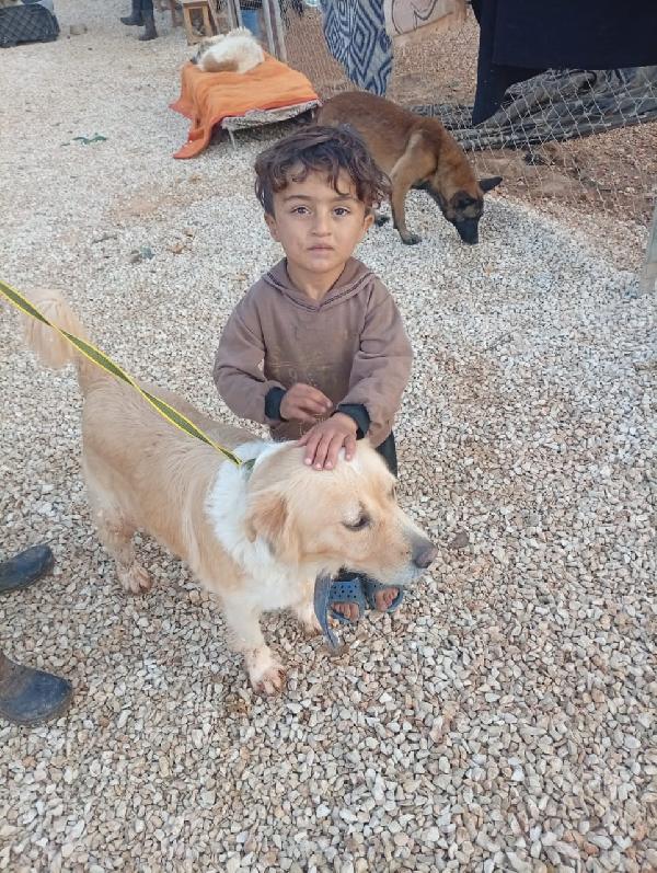 River, un amore di Simil Golden Retreiver Foto 7